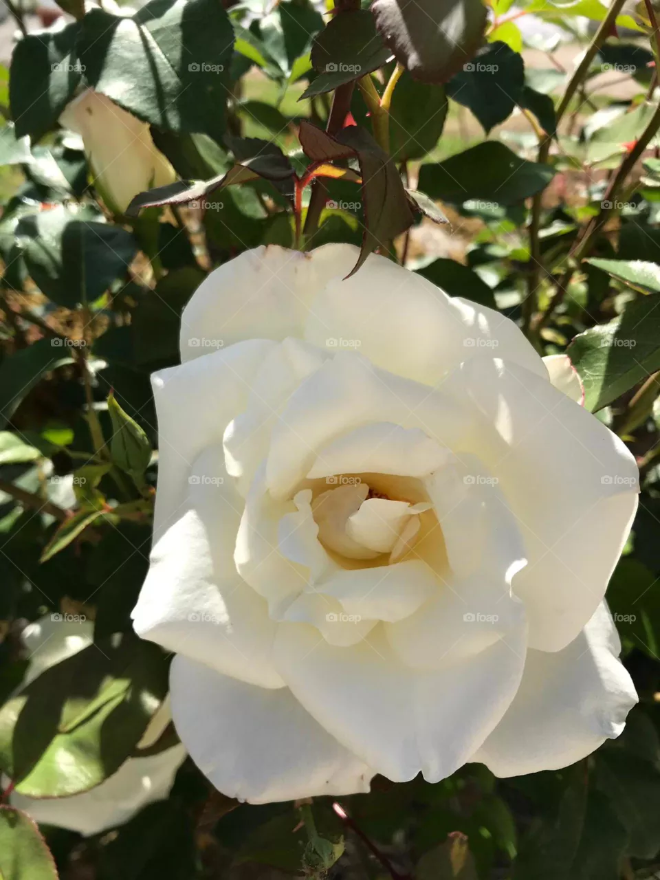 🌹🏵🌺🥀