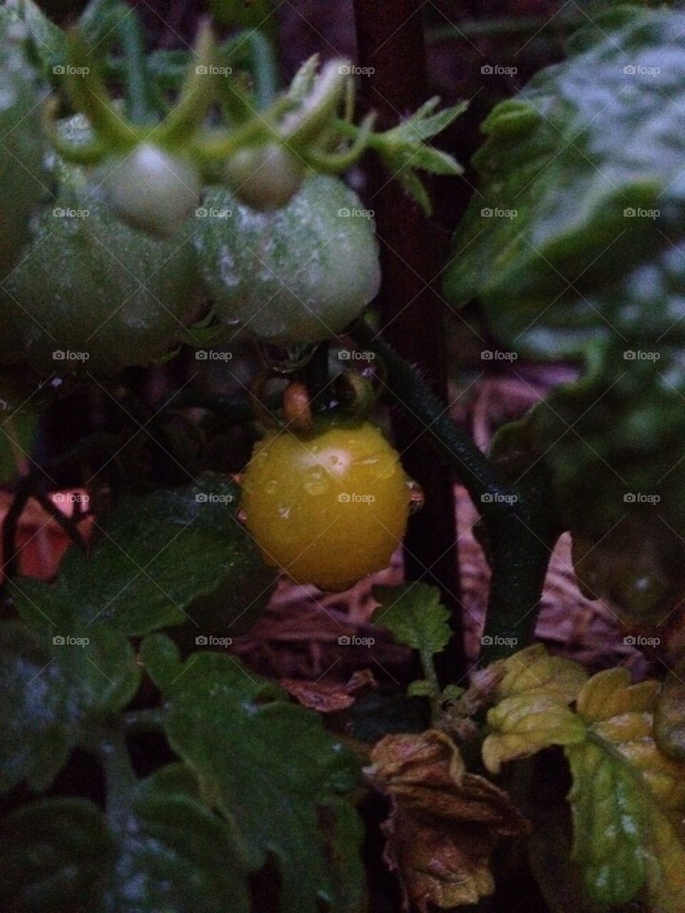 Cherry Tomato Plant