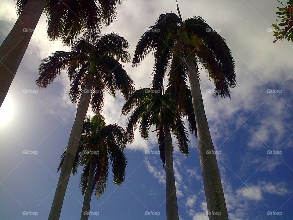 Looking Up at the Palm Trees
