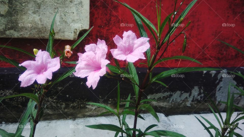 Pink flowers with concrete wall background