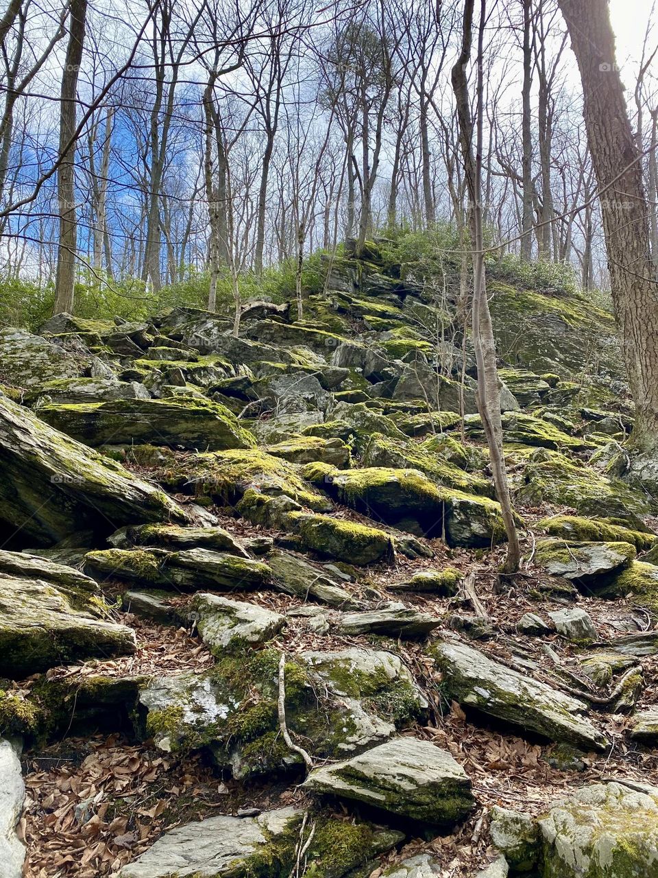 A rocky moss covered hill