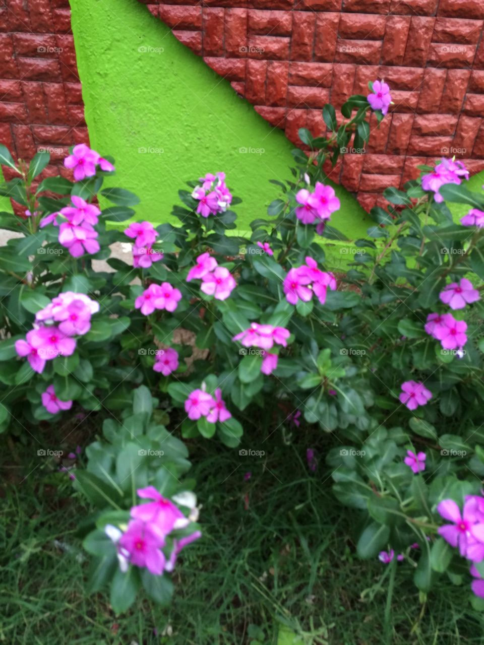 pink flowers in the house plants 