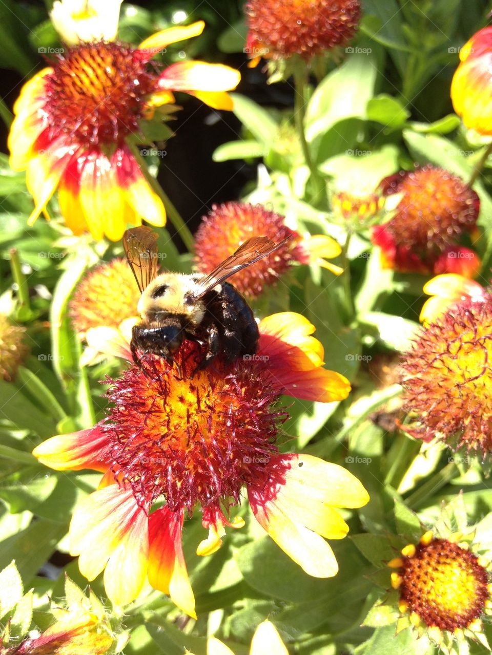 Bee on flower