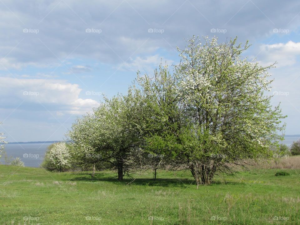 Blooming trees against the blue sky