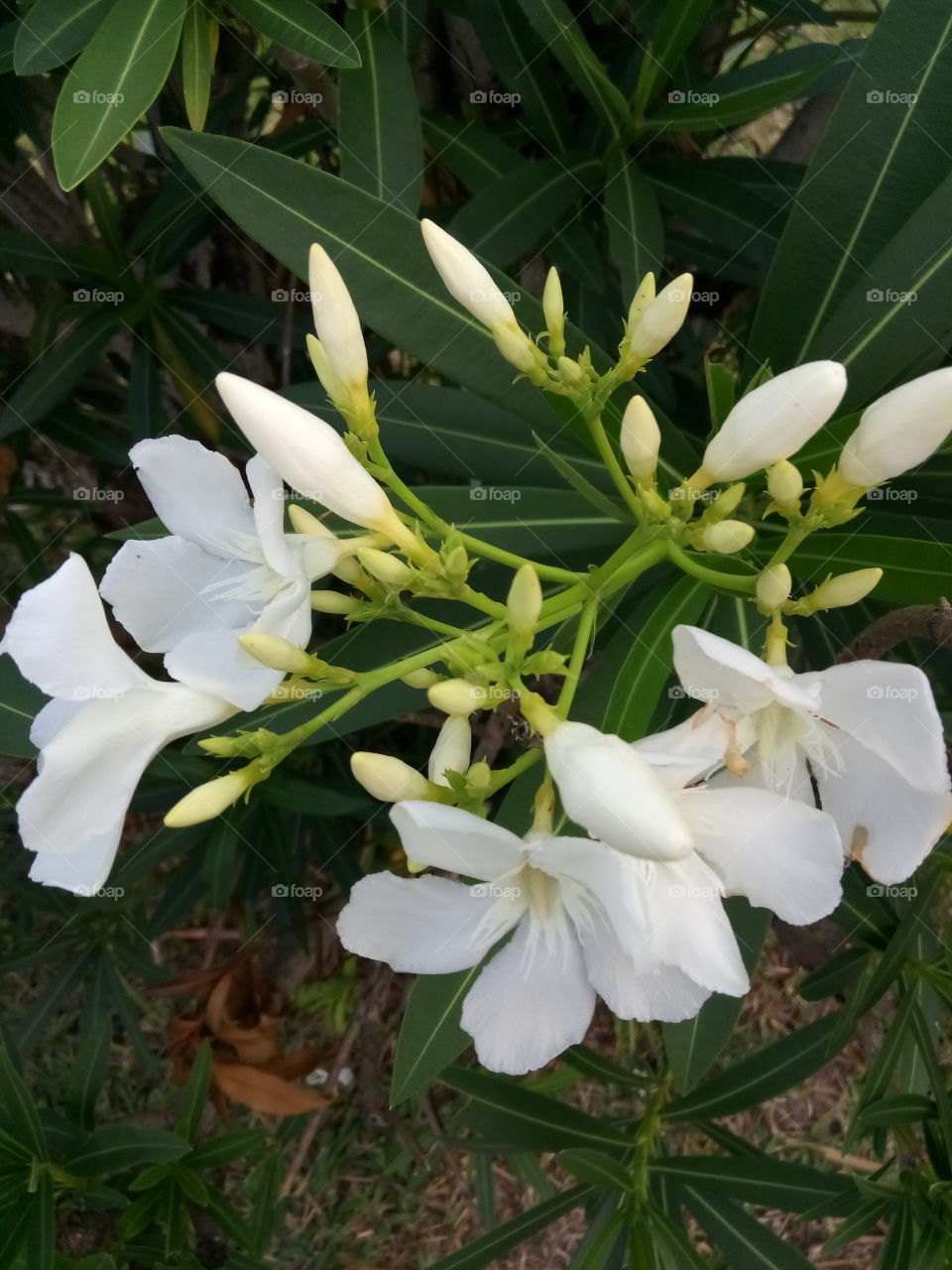 white flowers blooming