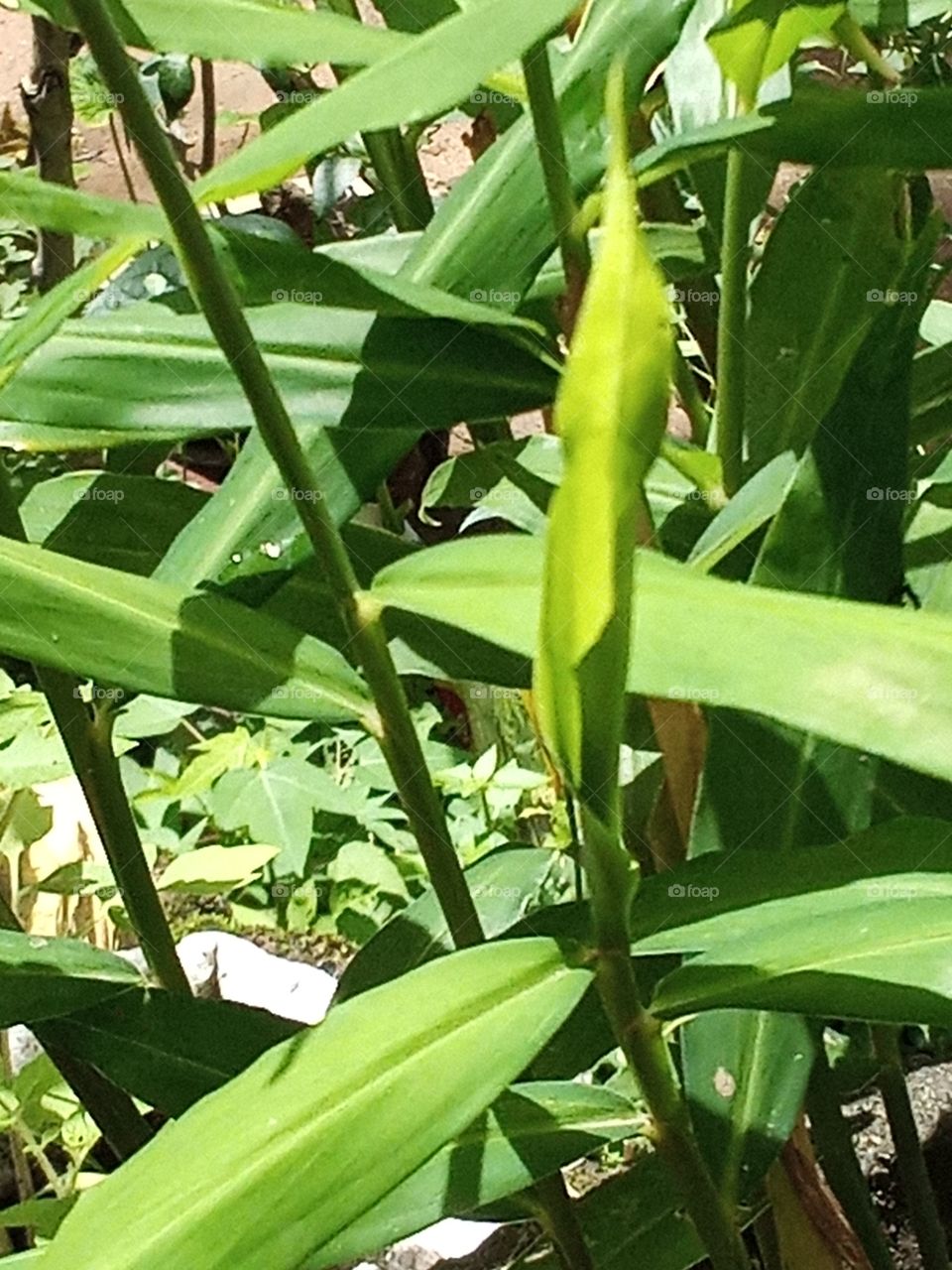 Ginger plants