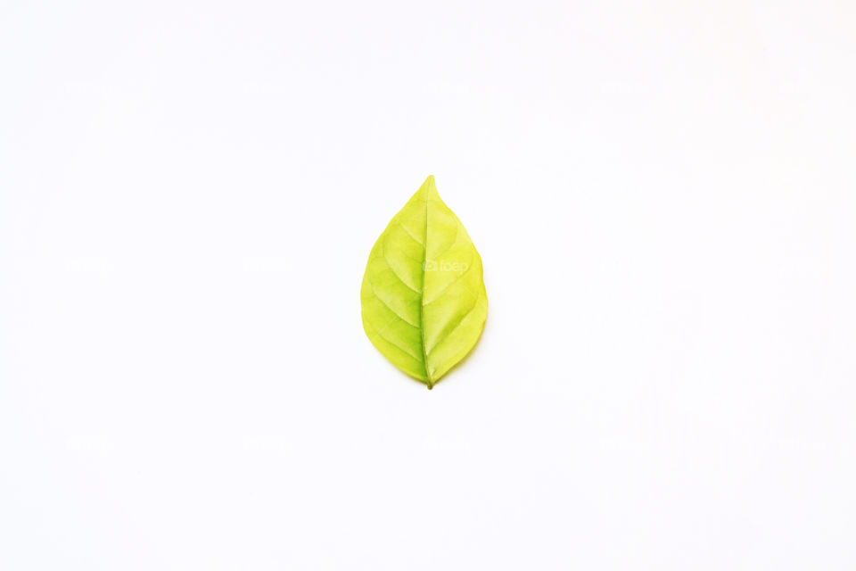 Beautiful green leaf on white color background.