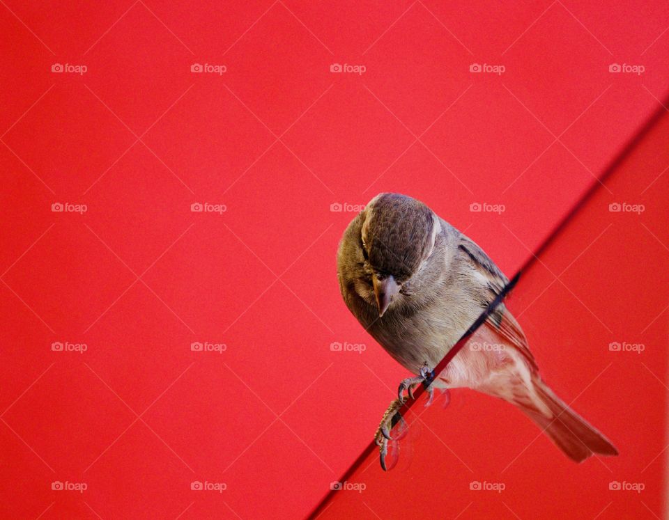 Sparrow perched on a see-through clear plexiglass fence against a vivid solid red wall, close up with copy text space