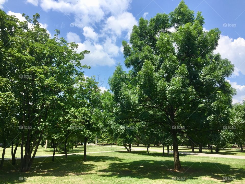 Trees and shadows in the park