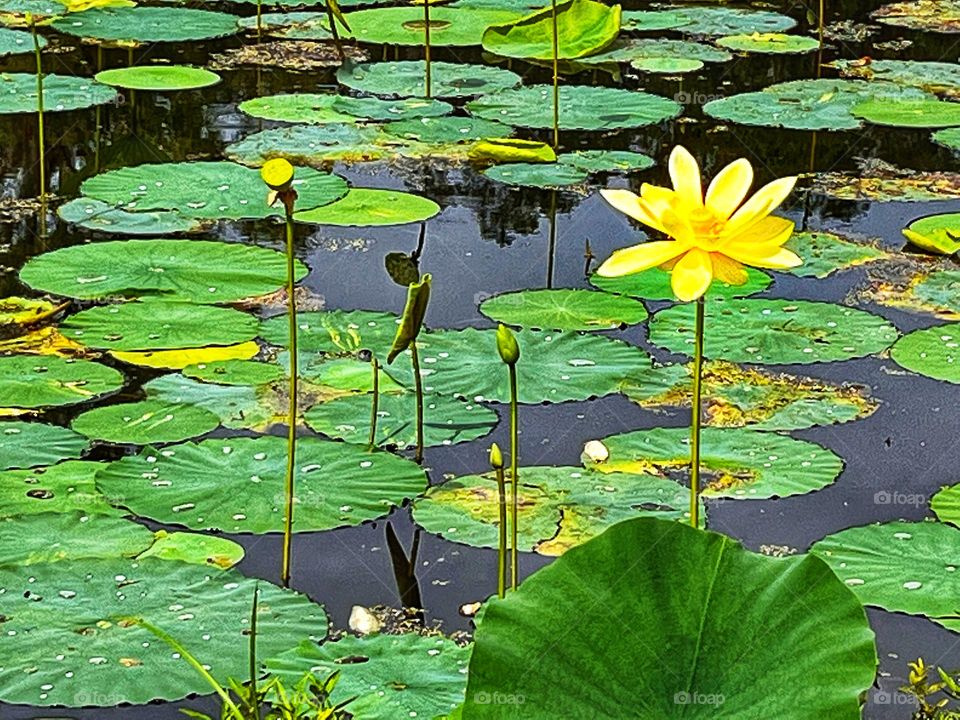 Lily pads on the water with yellow water lilies blooming