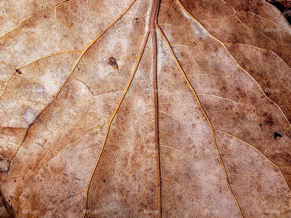 leaf texture