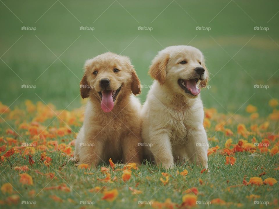 The Golden Retriever is a medium-large gun dog that was bred to retrieve shot waterfowl, such as ducks and upland game birds, during hunting and shooting parties. 