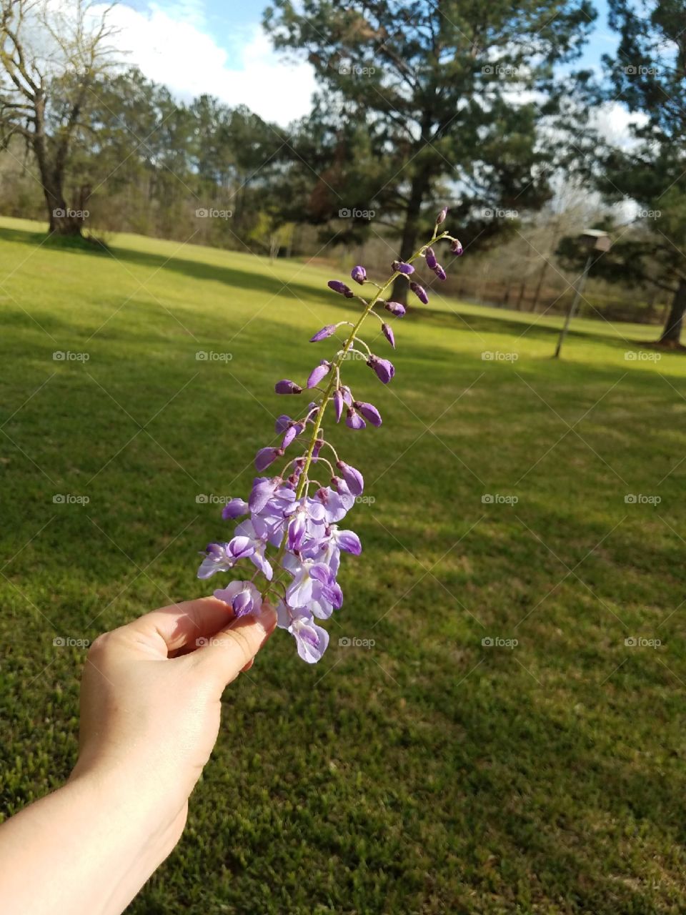 Beautiful purple flower 