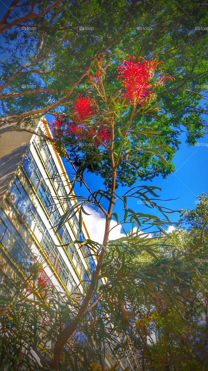 Asa sul Brasília DF Brazil flores