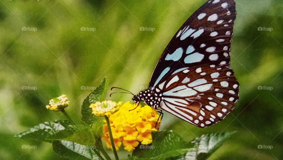butterfly photography