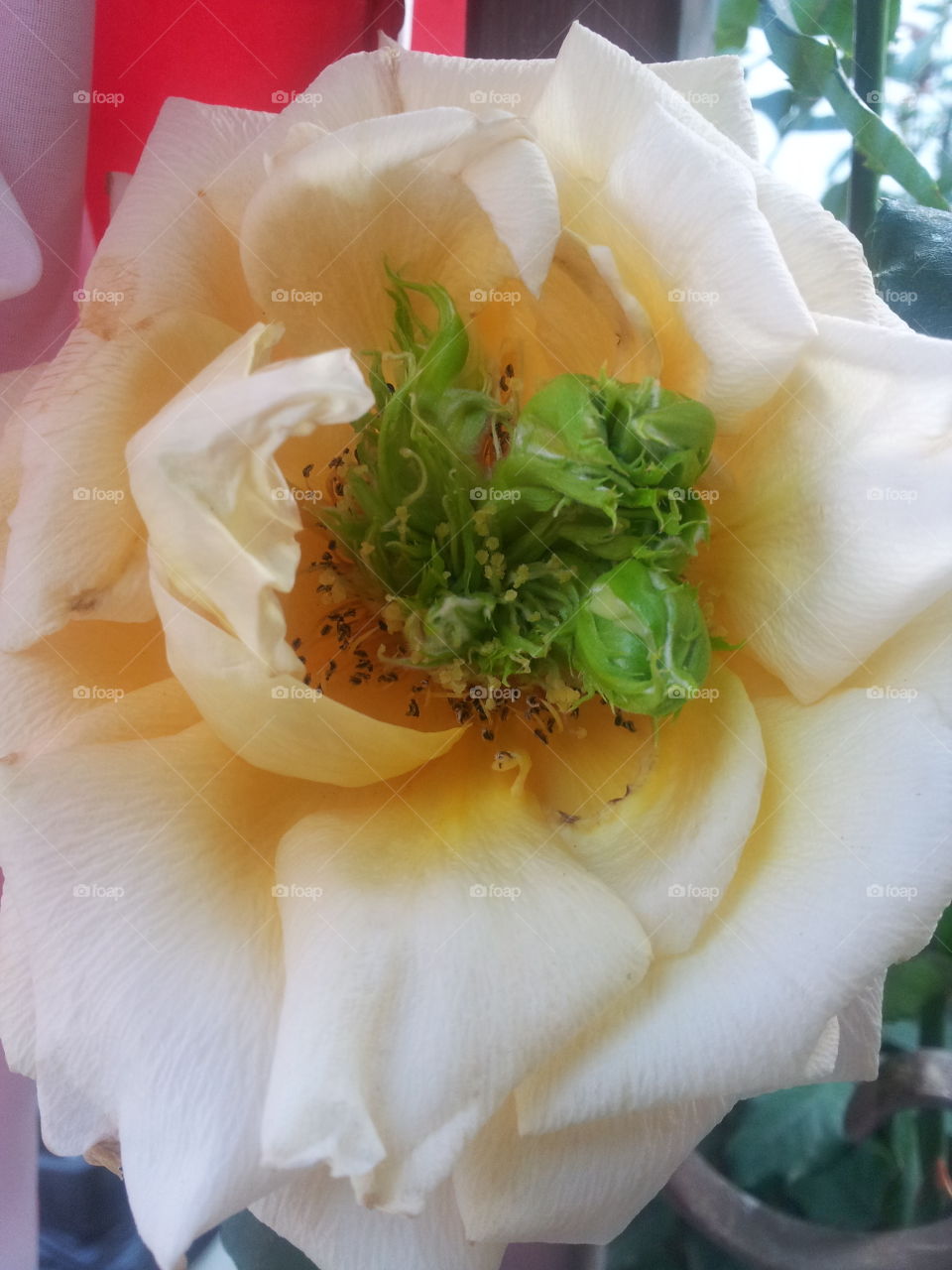 an interesting unique flower. an interesting flower I saw