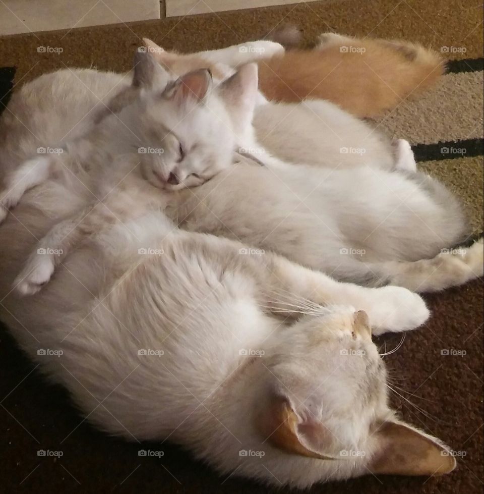 Pile of Kittens