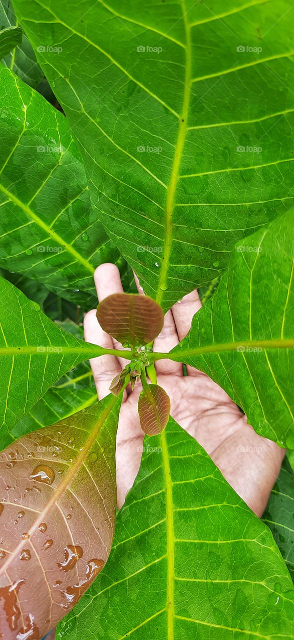 Beautiful leaves of cashew tree.