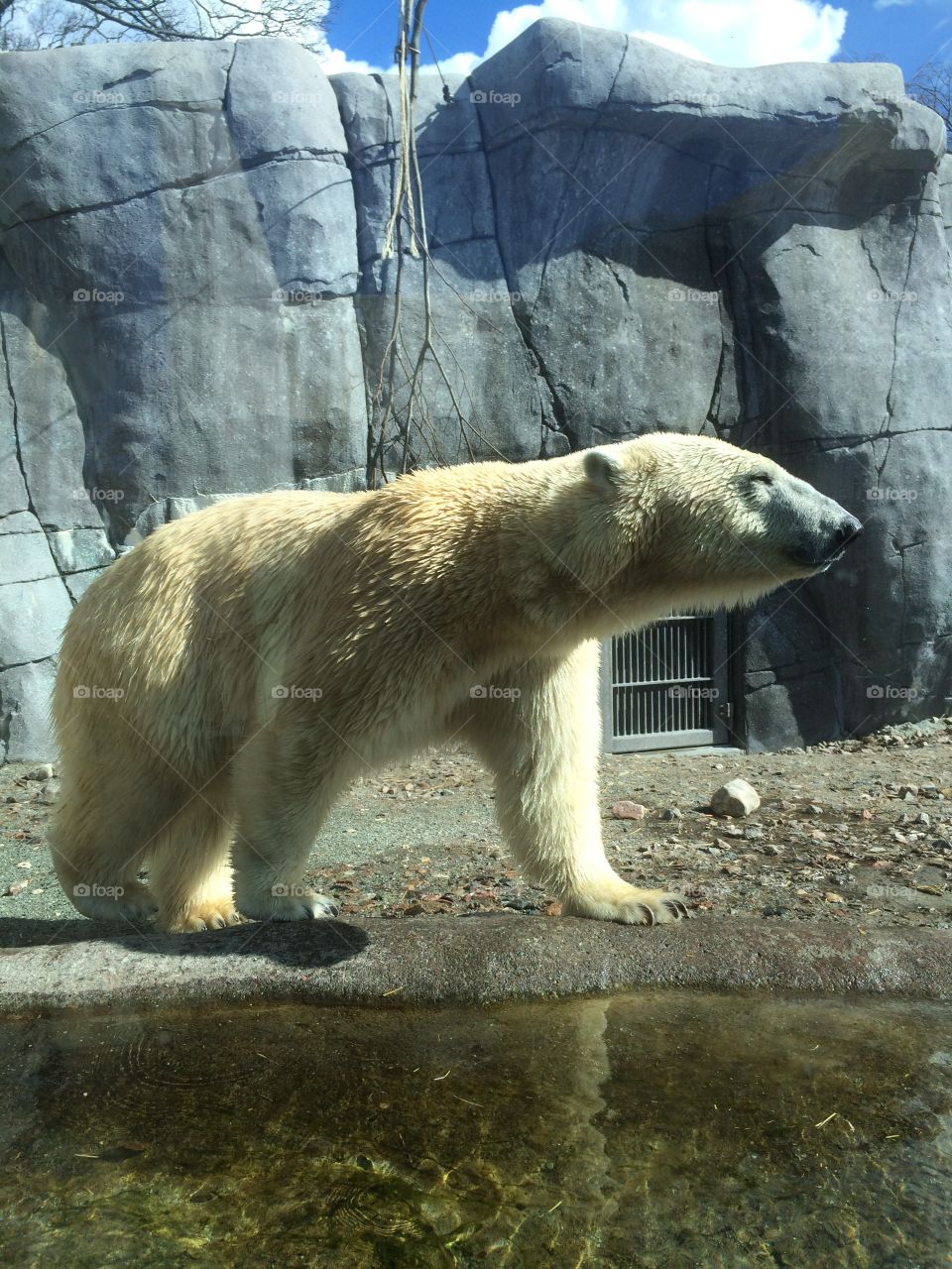 Polar bear