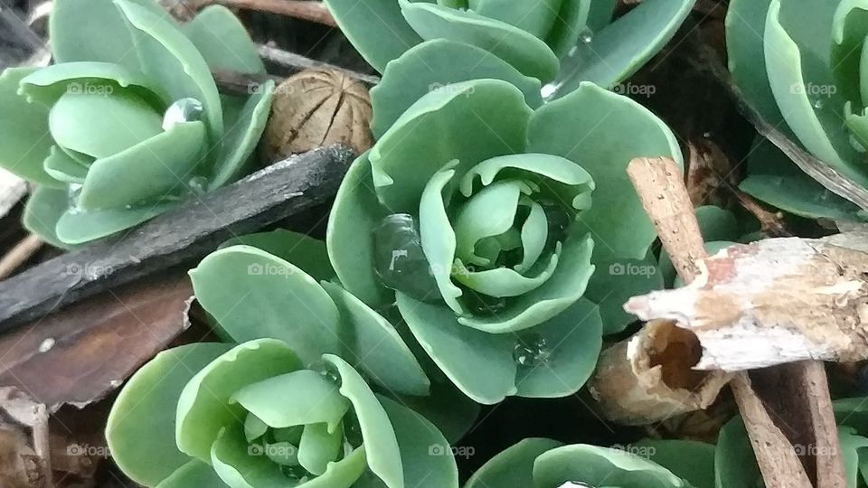 Flora, Nature, Cactus, Medicine, Flower