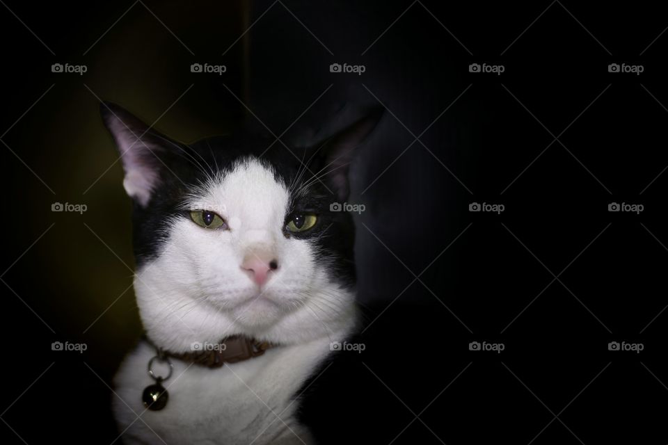 Bobby Boy. Isn't he handsome?