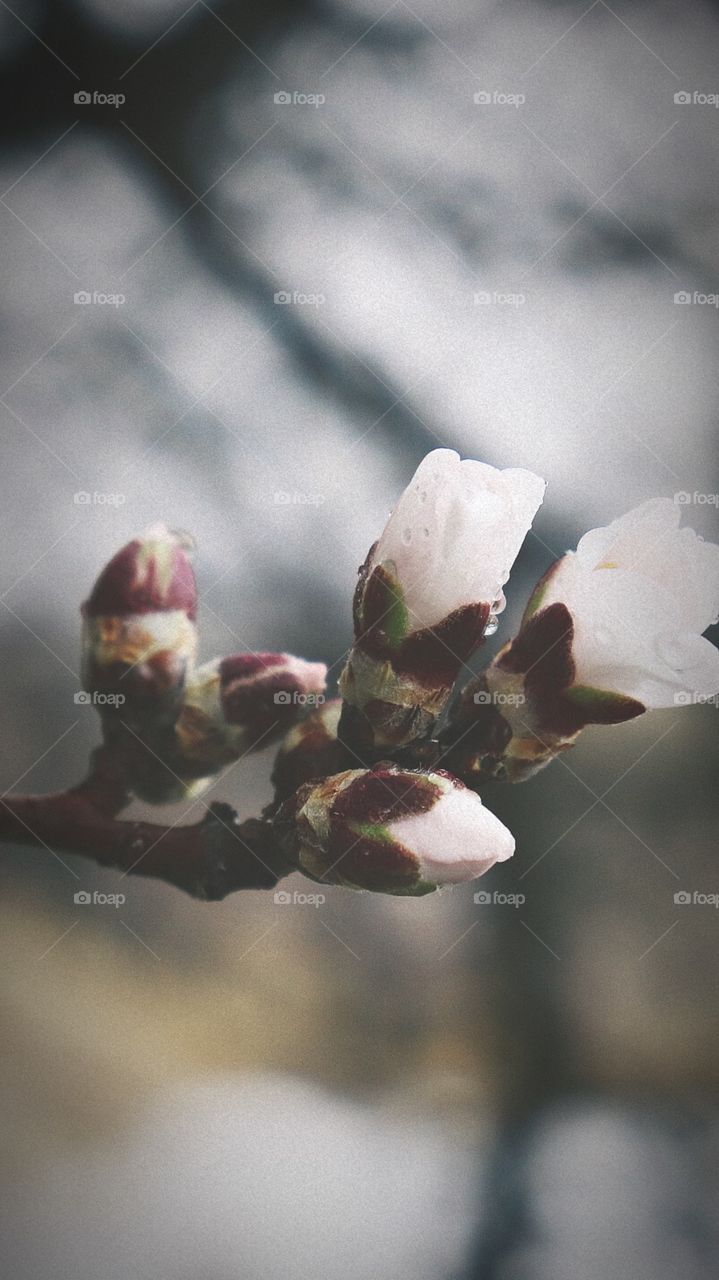 Blooming flowers on a cold, rainy day. 