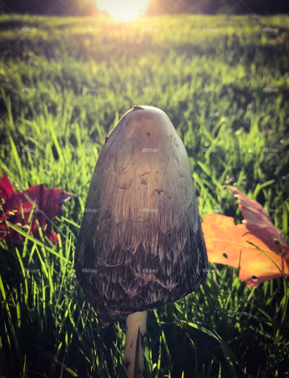 Closeup of a black and white mushroom in autumn