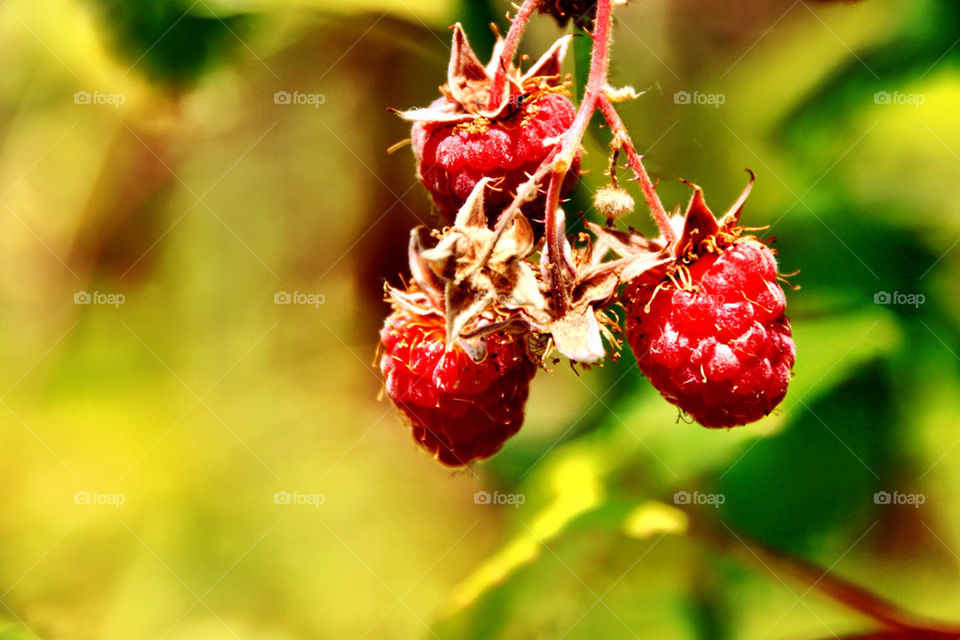 nature red plant fruit by stykellee