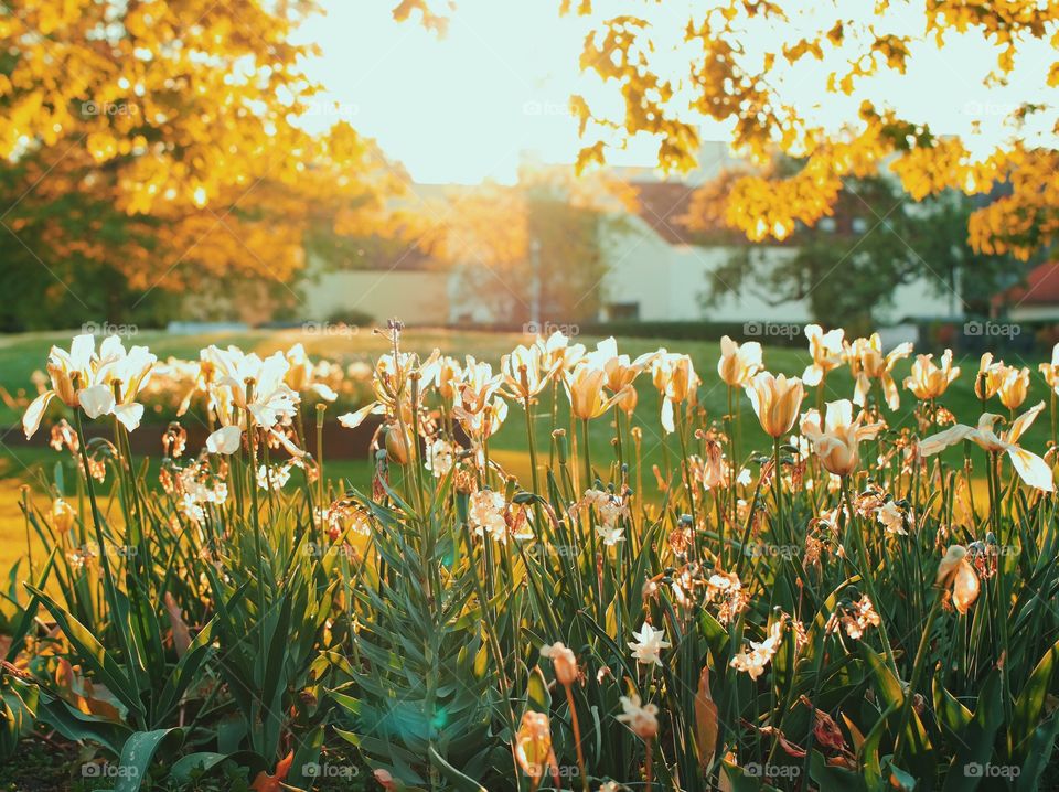 Golden hour...