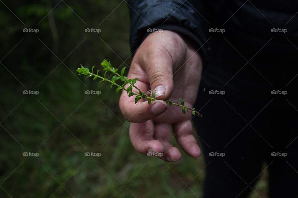 Close-up of a person holding seedling