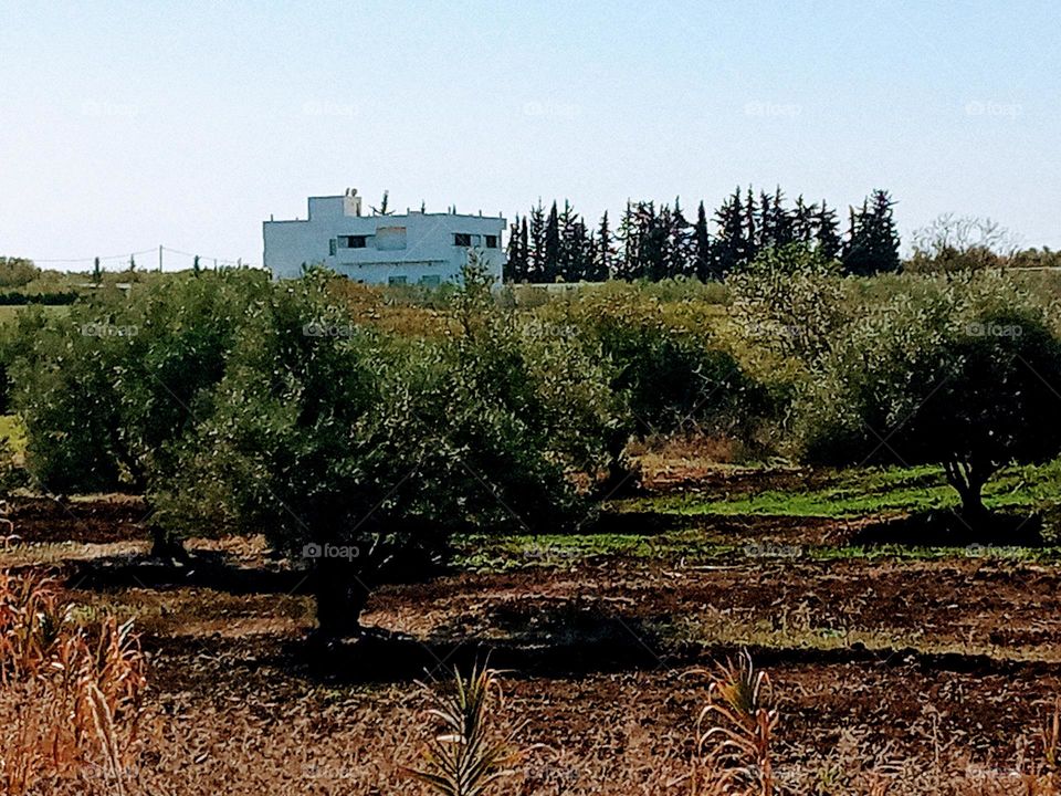 House's between the nature