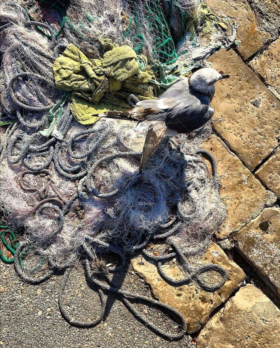 Fishnet and seagull