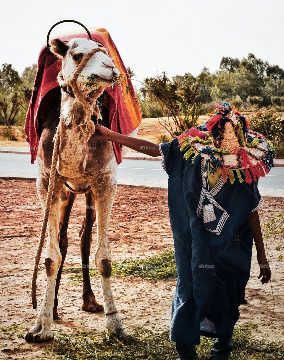 A beautiful picture of a camel with its owner in the Moroccan desert