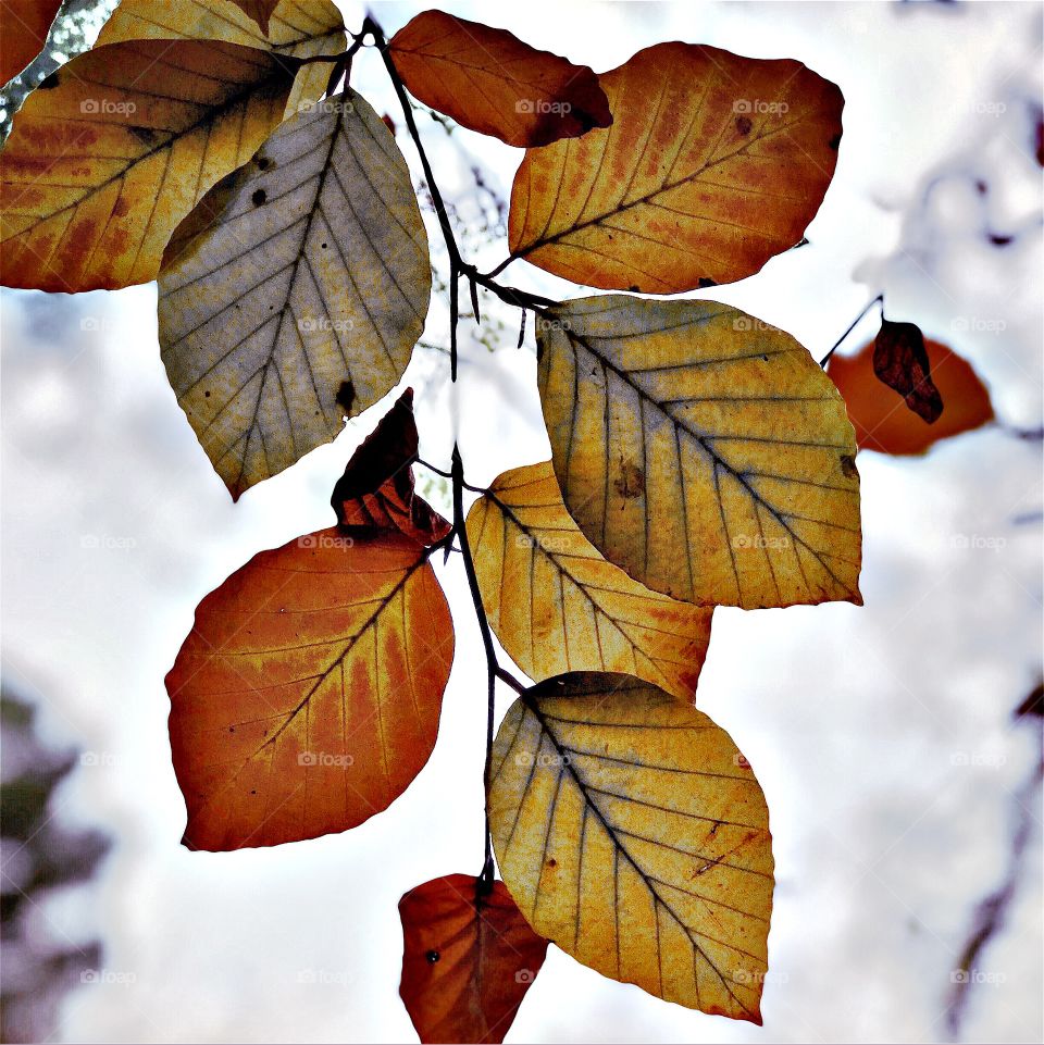 Autumnal leafs