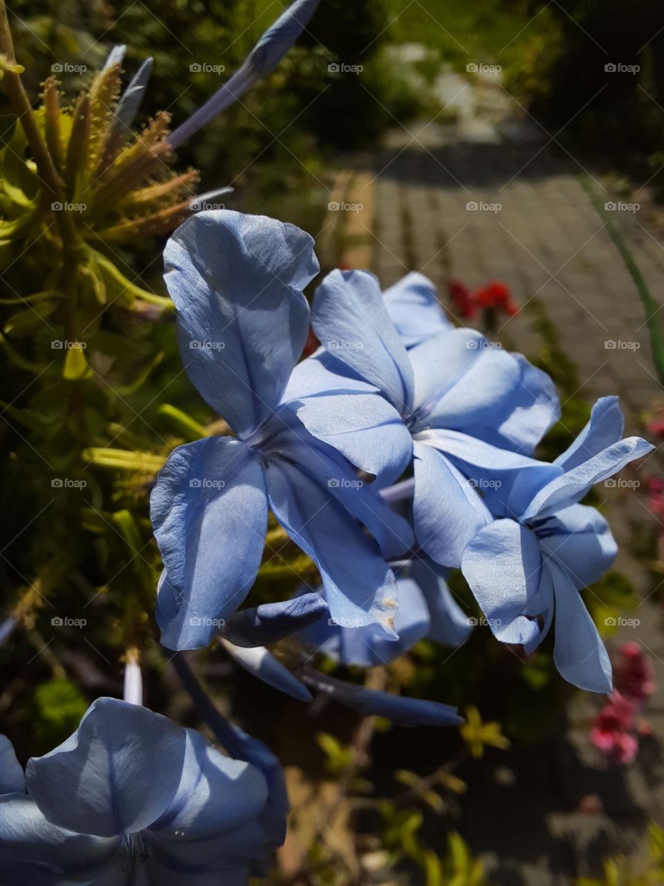 close-up  of  blue flowers  of Plumbago