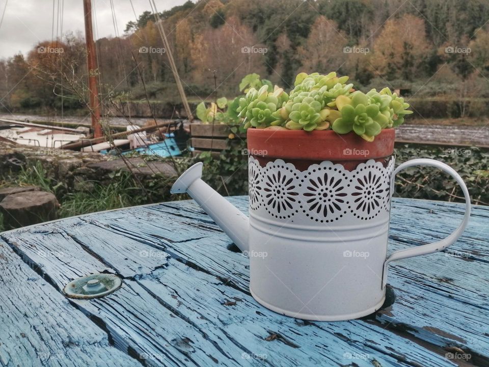 Plant in a pot