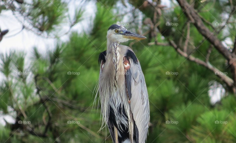 Blue heron close up