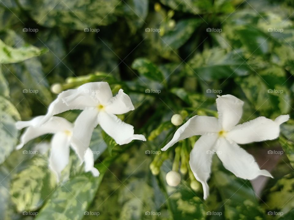 White flowers