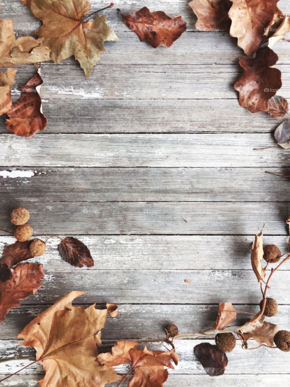 Dried leaves and Sycamore tree seed balls on small branches arranged for copy space on a weathered wooden surface