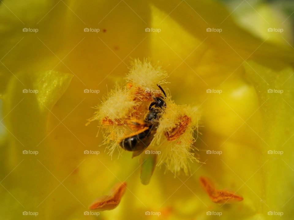 Tiny wild bee collecting pollen from a yellow flower