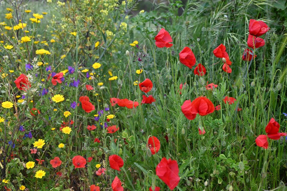 a field full of flowers