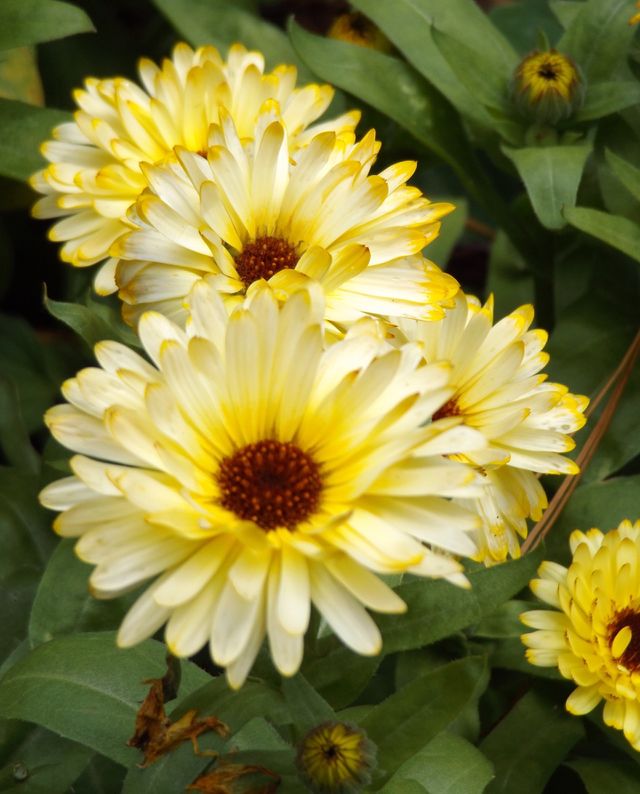 Yellow flowers