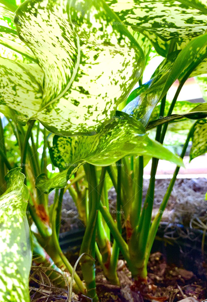 A closeup of green plants