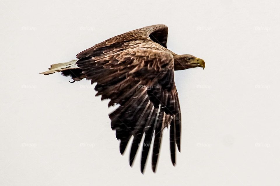 Eagle in flight