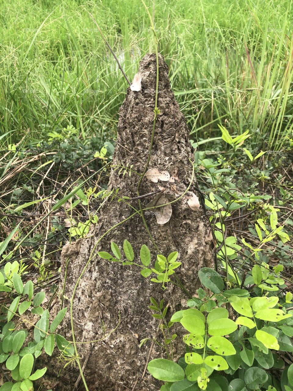 The signs of nature,my garden ( Countryside)