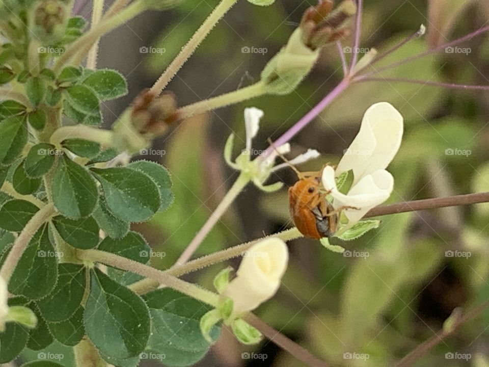 Plants around us, Countryside ( Thailand)