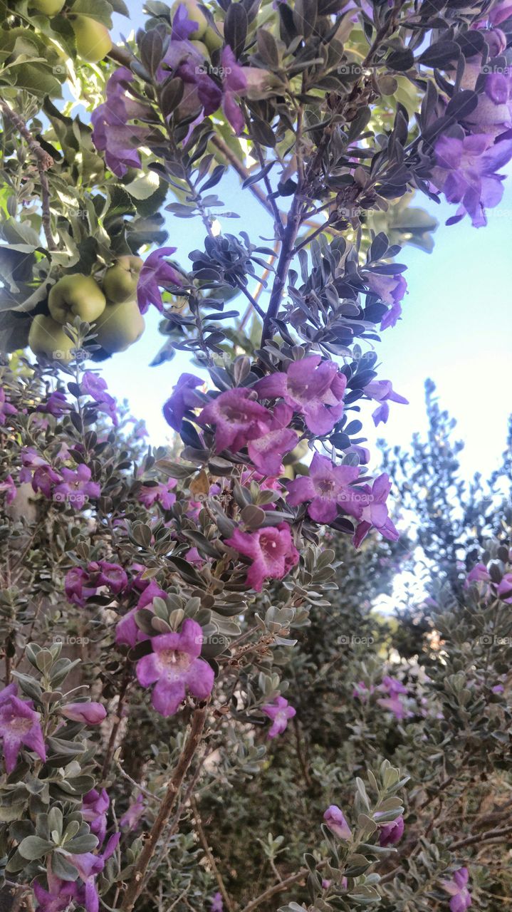 sage flowers and apples
