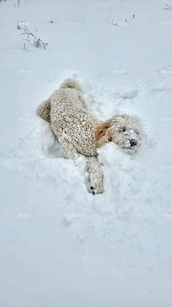 Golden doodle lays in snow
