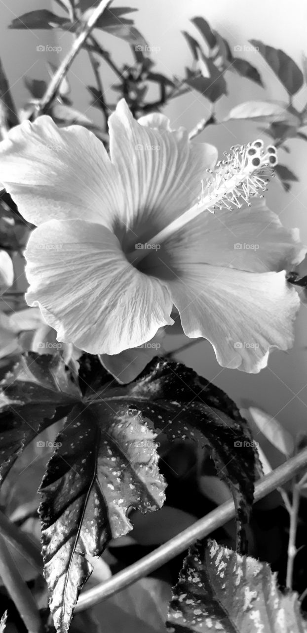 fall hibiscus in black and white!