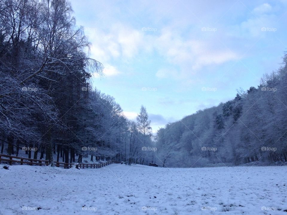 Snow, Winter, Cold, Frost, Tree